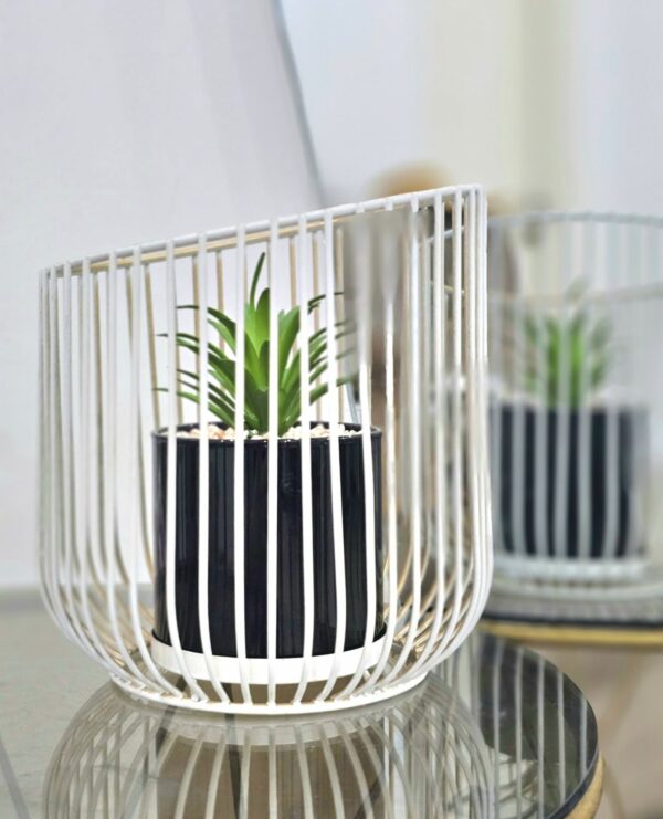 plante